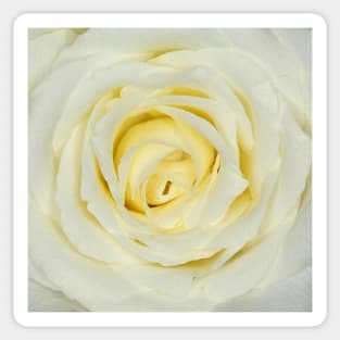 White Rose Sticker